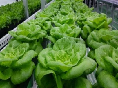 butterhead lettuce