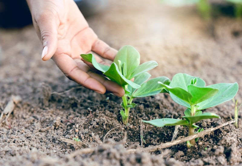 Farm Hand And Plant Of Farmer On Agriculture Field