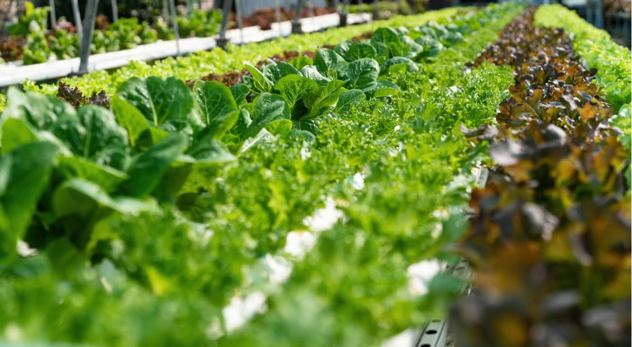 growing green lettuce or organic salad vegetable