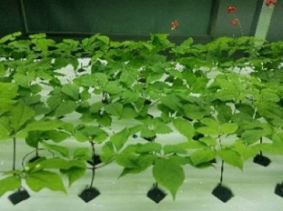 hydrophonic cultured ginseng