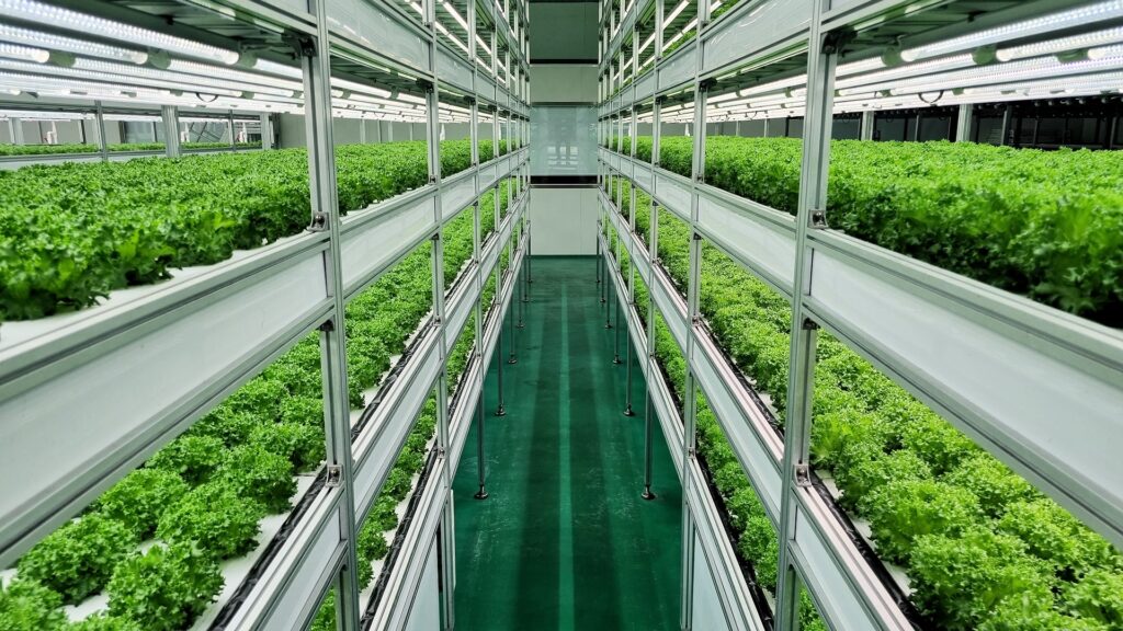 nongshim farm reference vegetable vertical farm