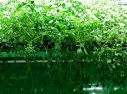 water cress