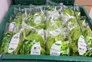 butterhead lettuce manufacturing process boxing