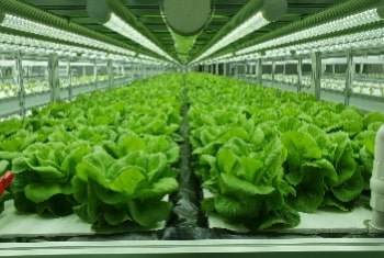 butterhead lettuce manufacturing process cultivation