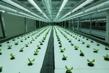 butterhead lettuce manufacturing process planting