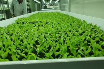 butterhead lettuce manufacturing process seedling