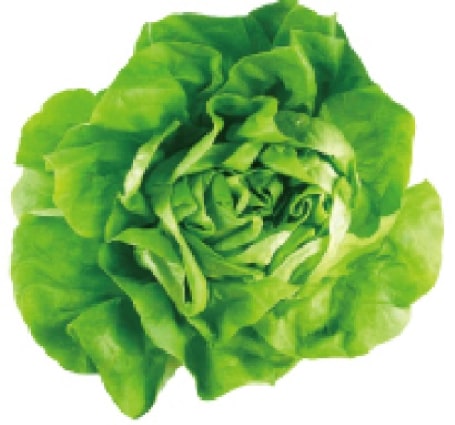 butterhead lettuce