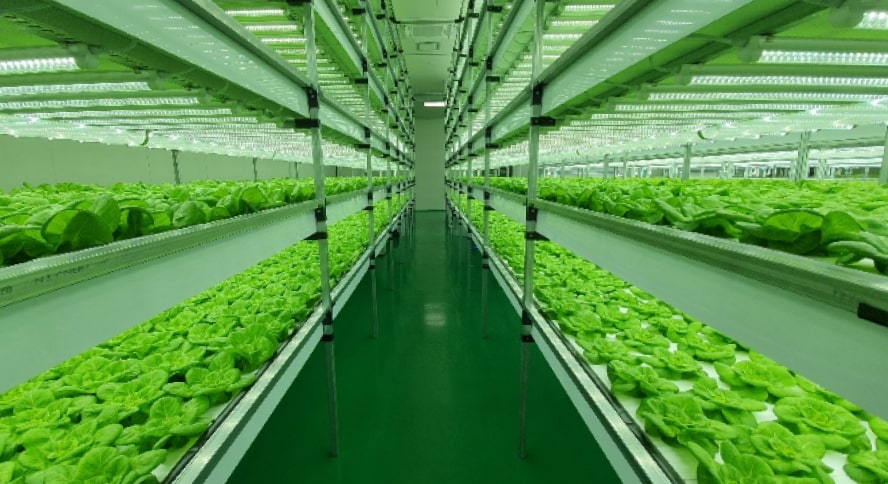 butterhead lettuce vertical farm inner