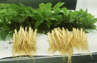 nongshim vertical farm crops ginseng