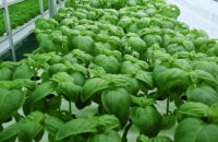 nongshim vertical farm crops leafty : basil