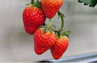 nongshim vertical farm crops strawberry