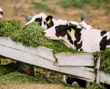 young calves eat green food on farm